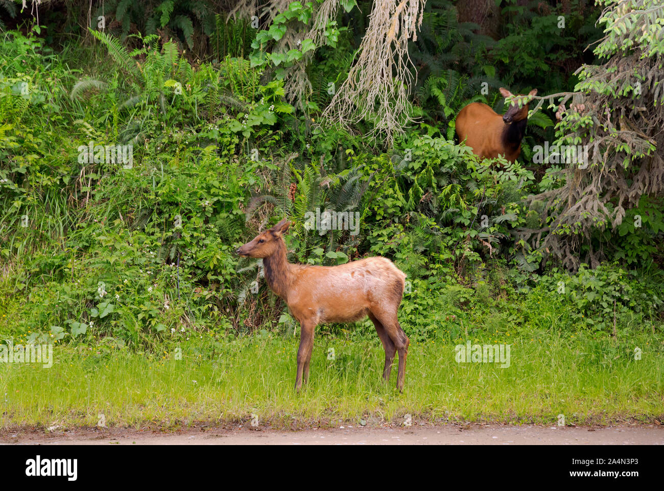 CA03655-00...CALIFORNIA - Young Roosevelt elk standing next to the Gold Bluffs Road on the coast section of Prairie Creek Redwoods State Park. Stock Photo