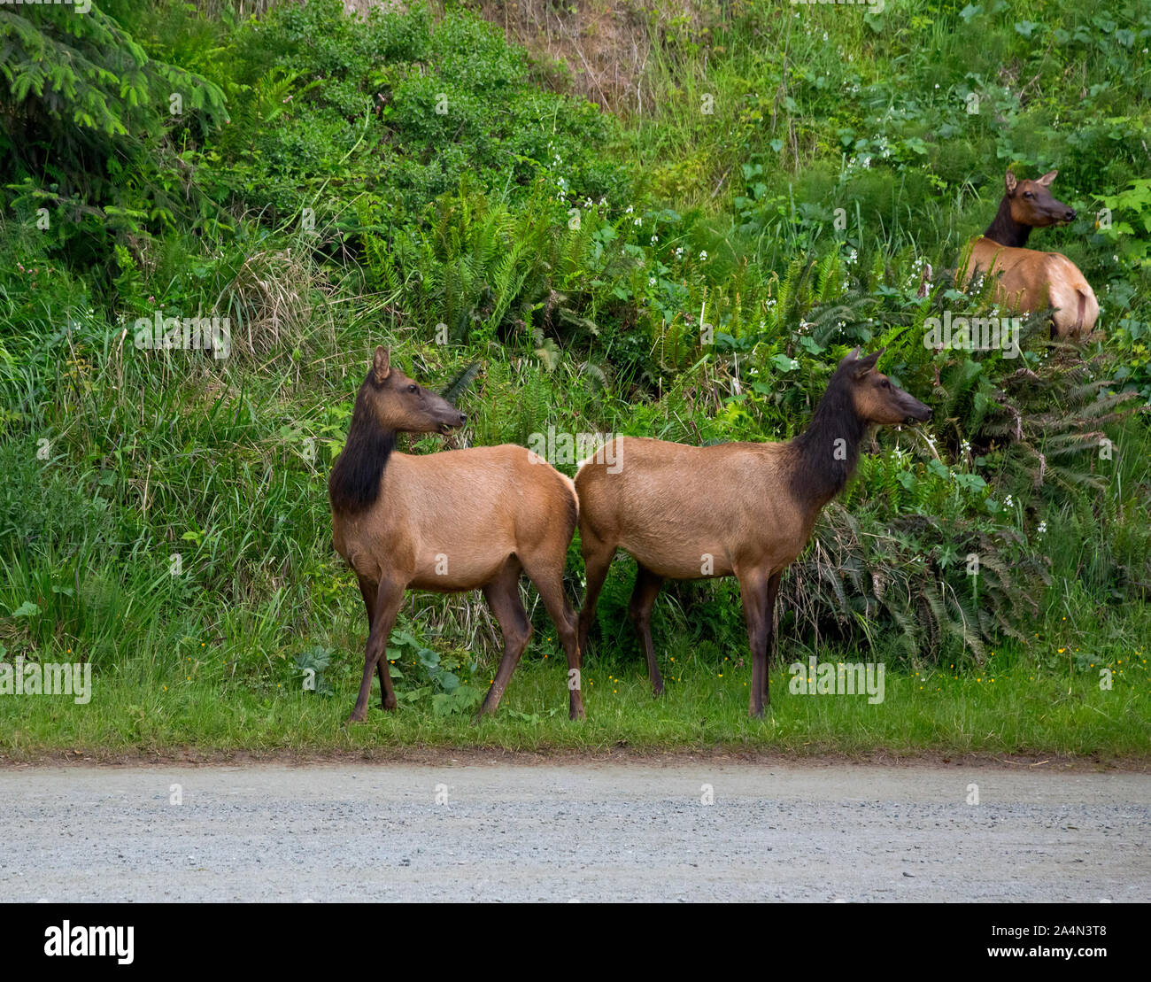 CA0365600...CALIFORNIA - Roosevelt elk foraging along the edge of the Gold Bluffs Road on the coast section of Prairie Creek Redwoods State Park. Stock Photo