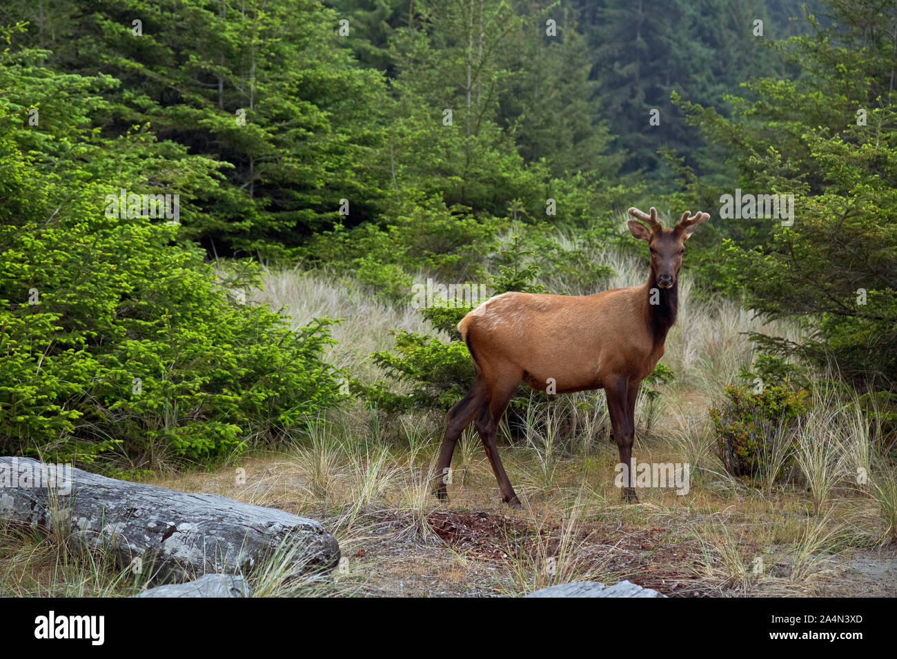 CA03660-00...CALIFORNIA - Young male Roosevelt elk foraging along the edge of the Gold Bluffs Road on the coast section of Prairie Creek Redwoods Stat Stock Photo