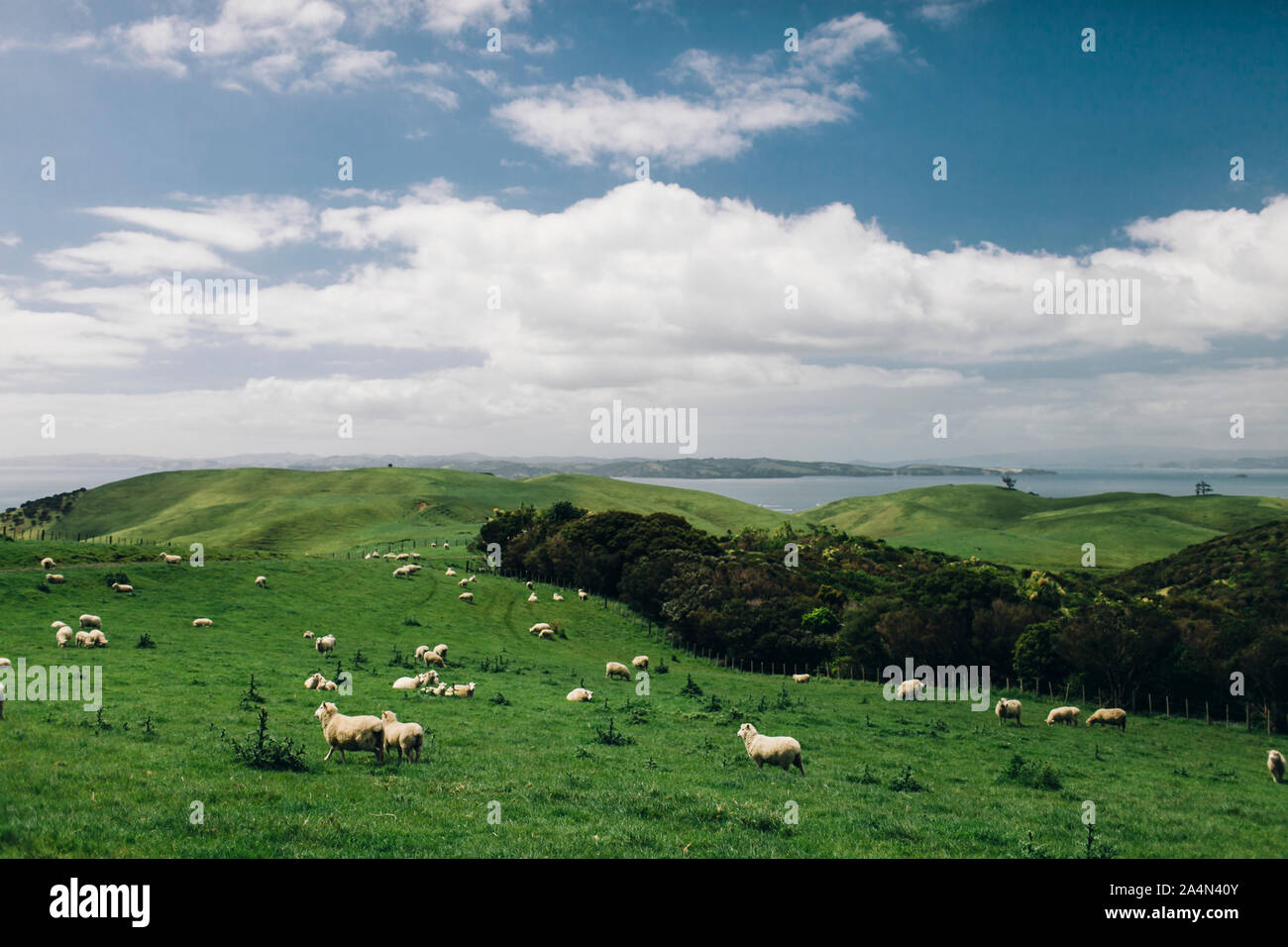 Sheep on meadow Stock Photo - Alamy