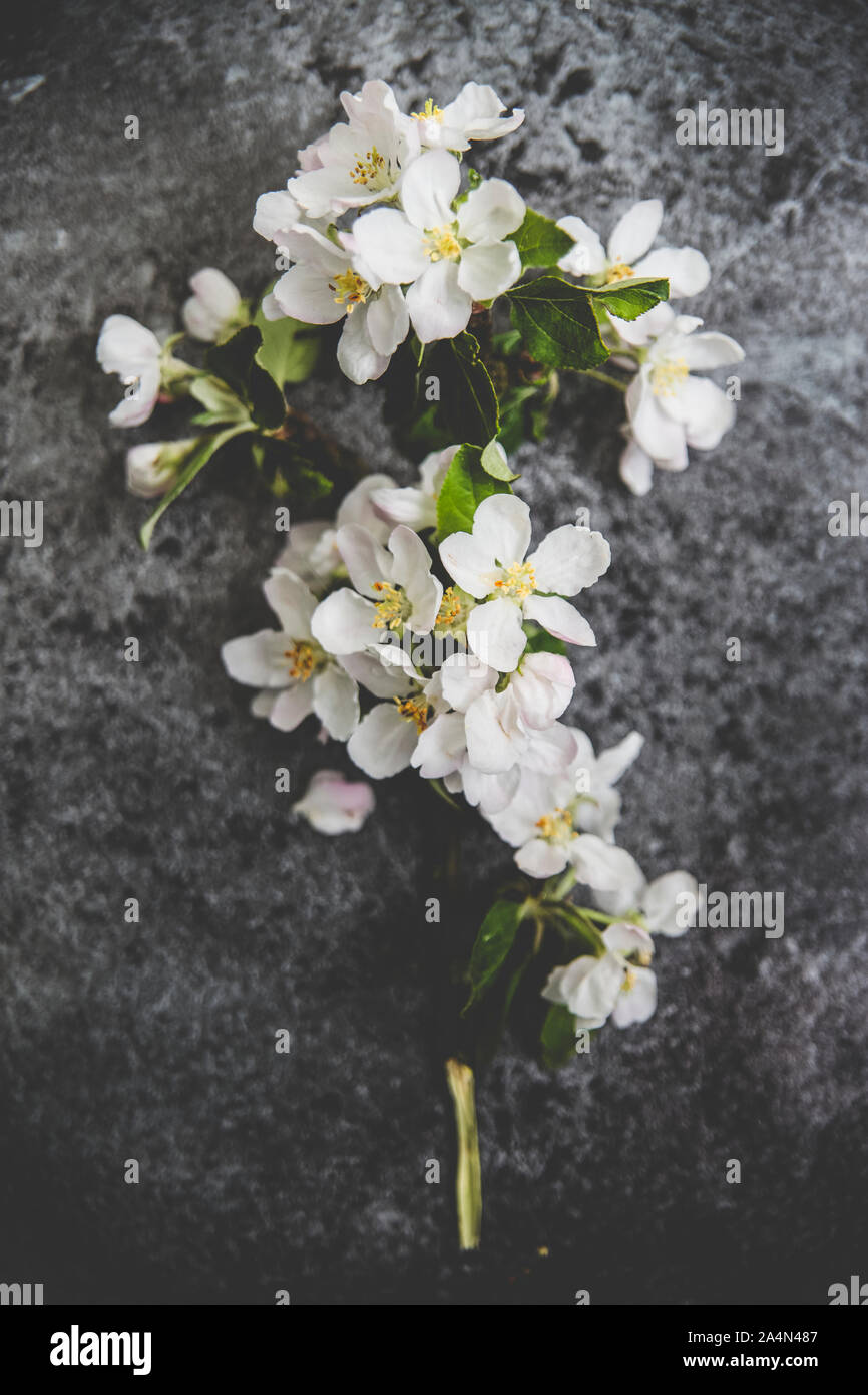 White blossoms on grey background Stock Photo