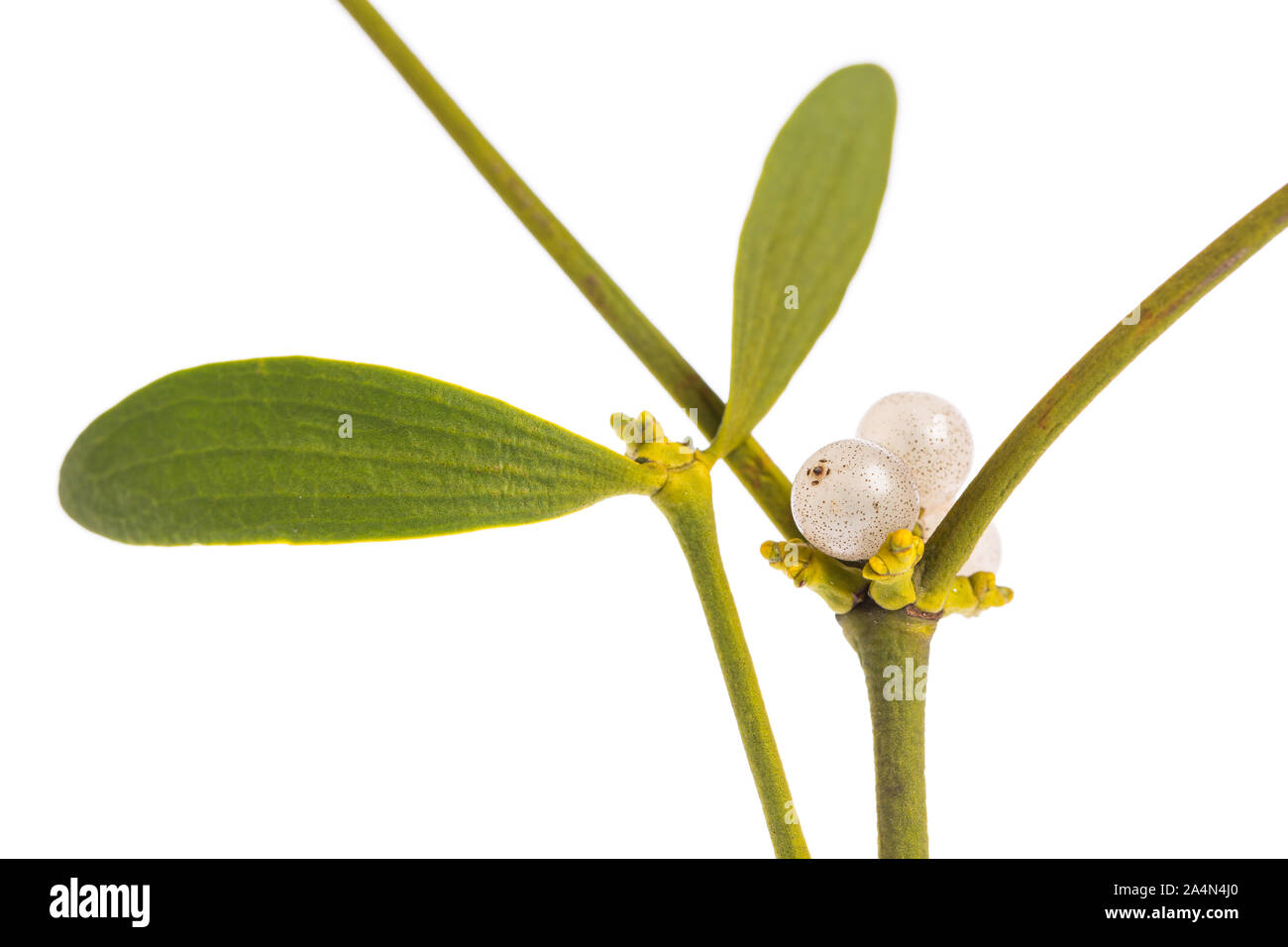 healing plants: Mistletoe (Viscum) Extract of leaves and berries on white background Stock Photo