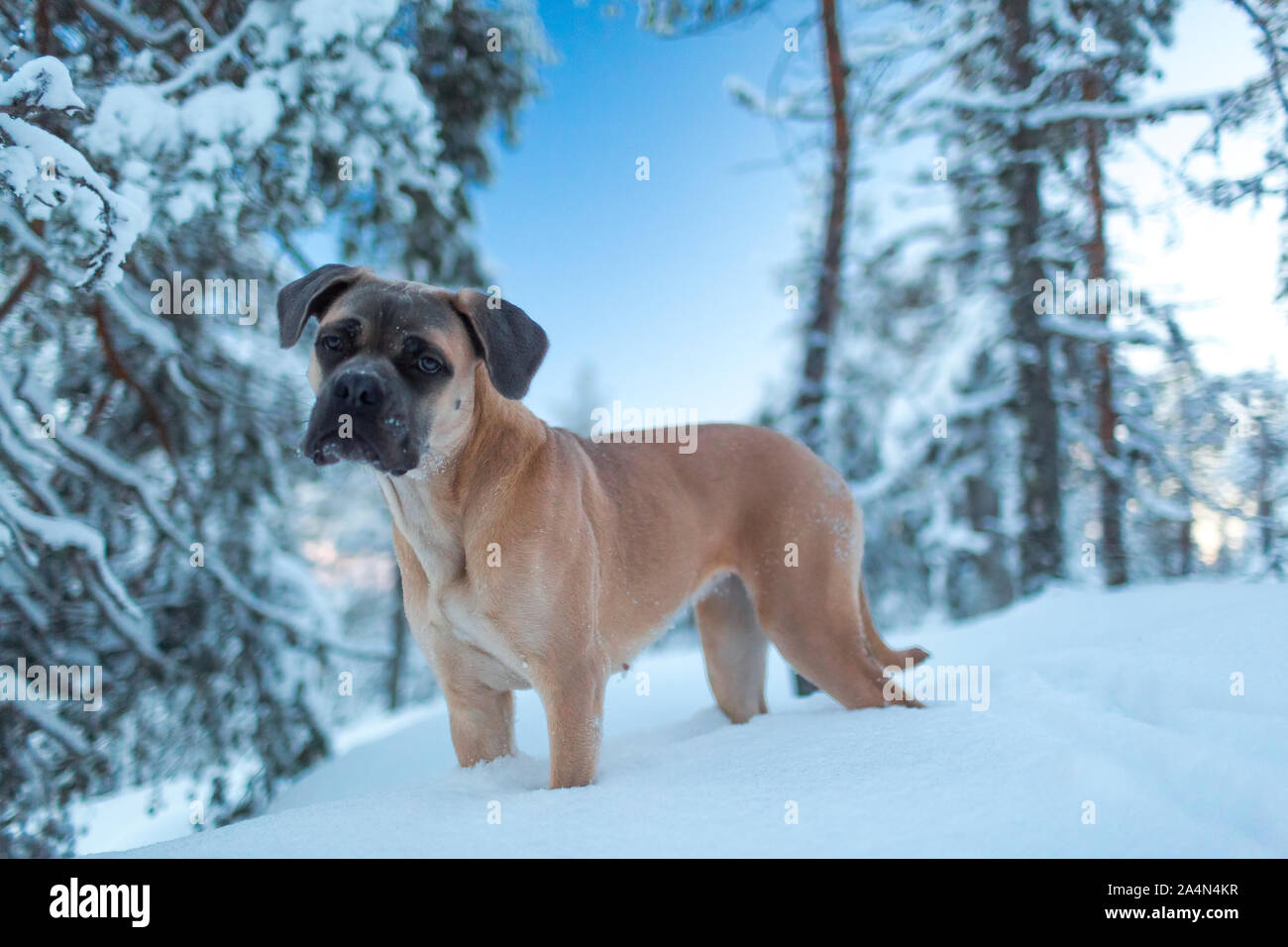 Dog at winter Stock Photo - Alamy