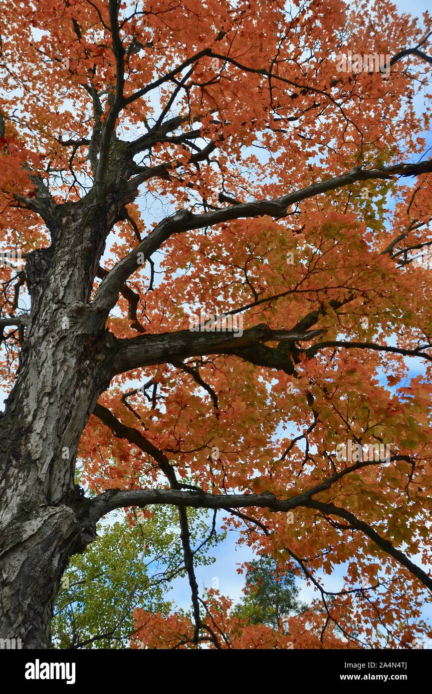Autumn Maple Tree Stock Photo