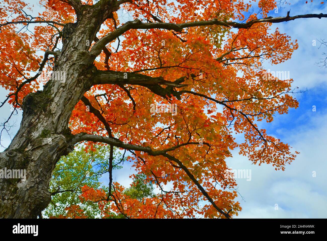 Autumn Maple Tree Stock Photo