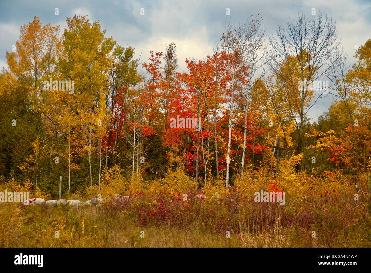 Birch and Maples in Autumn Stock Photo