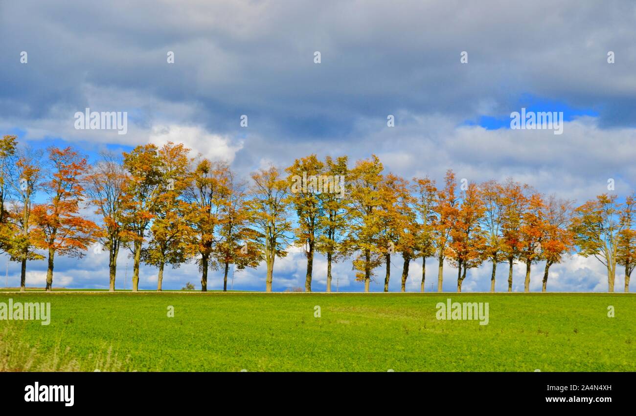 Line of Maple Trees in Autumn Stock Photo
