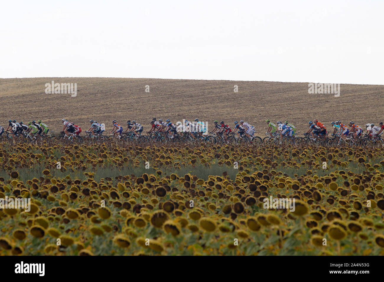 The peloton near a camp of sunflowers during the stage of La Vuelta 2012 beetwen Penafiel-La Lastrilla.September 7,2012. (ALTERPHOTOS/Paola Otero) /No Stock Photo