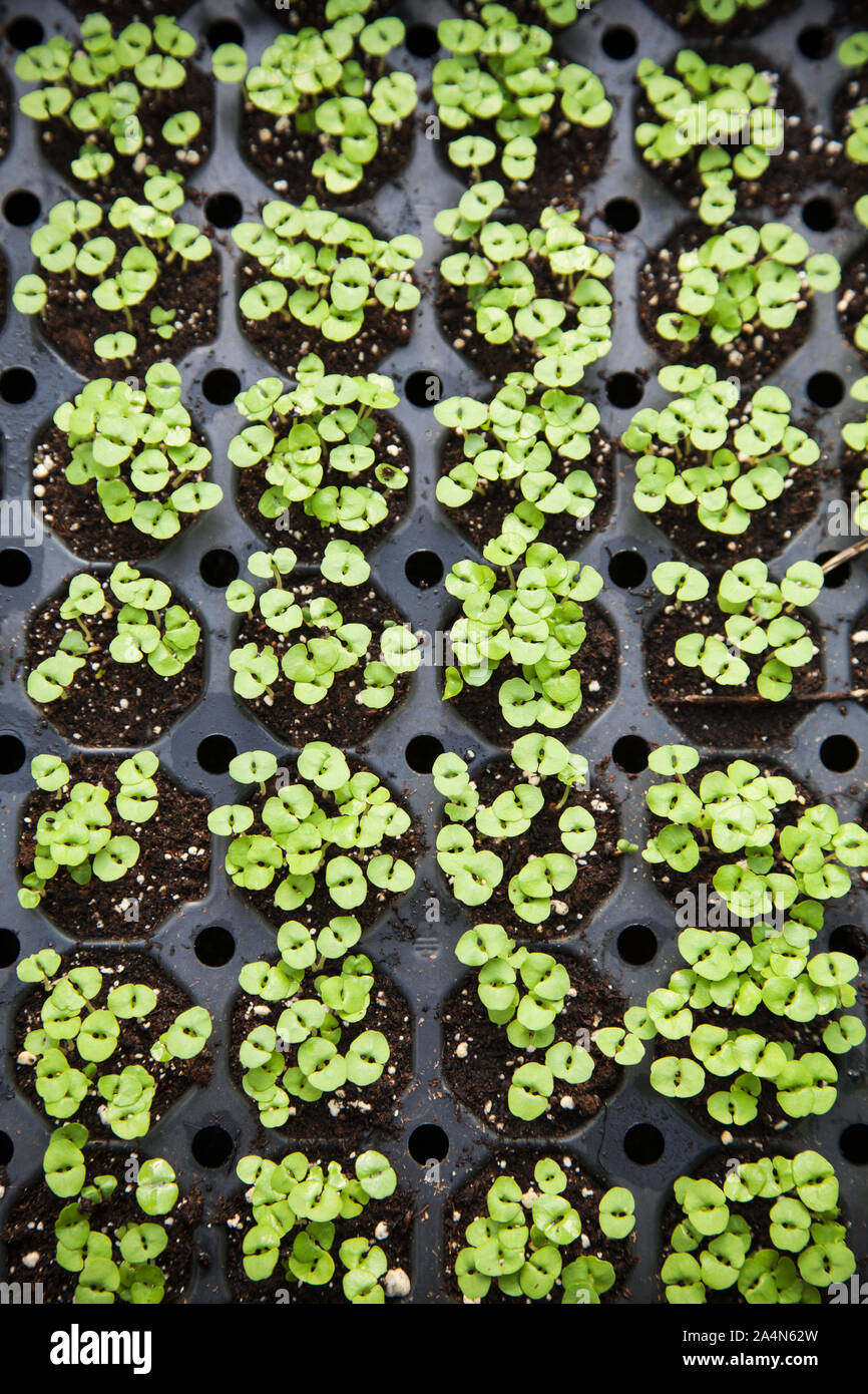 Basil seedlings Stock Photo Alamy