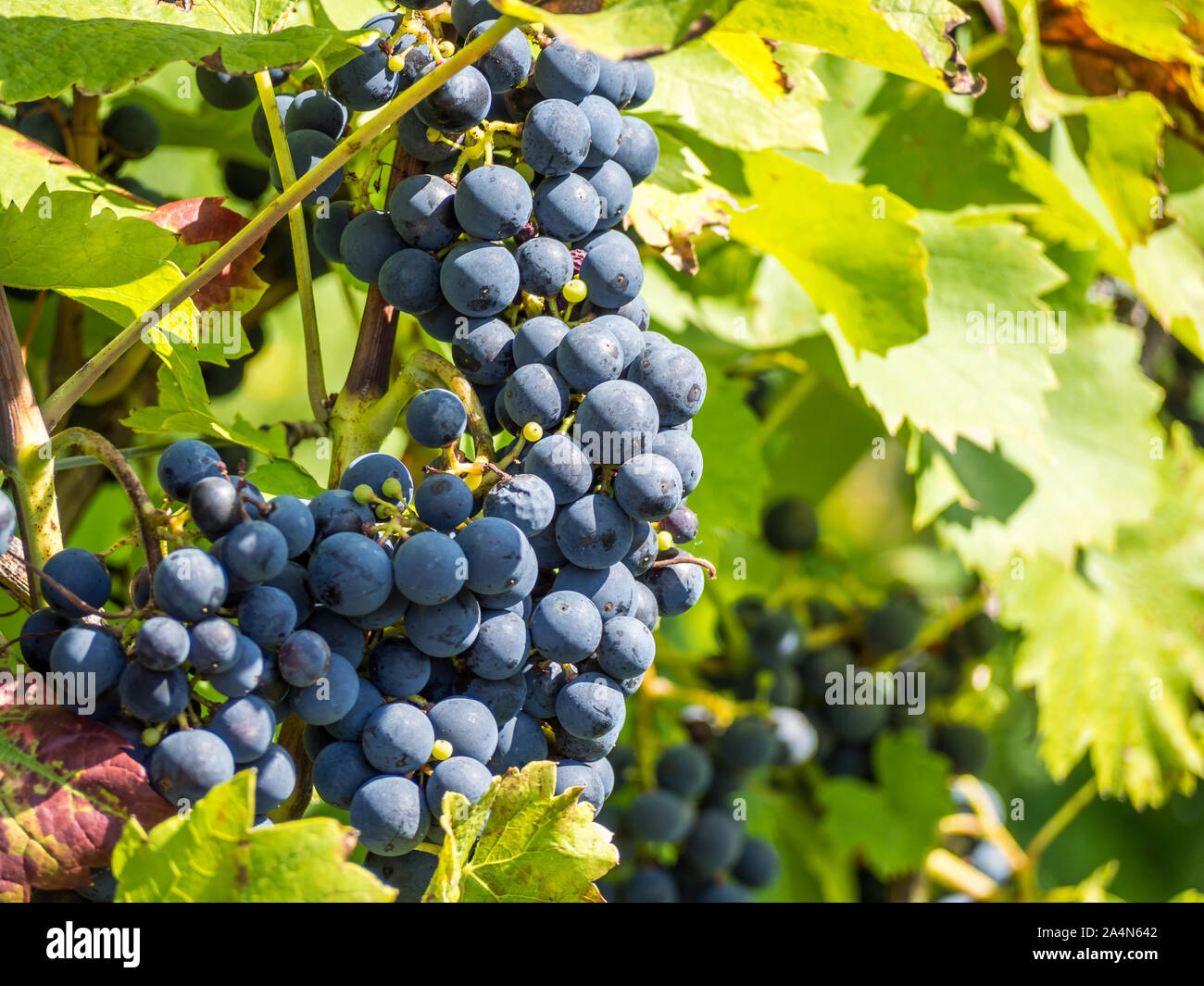 Grapes in the garden hires stock photography and images Alamy