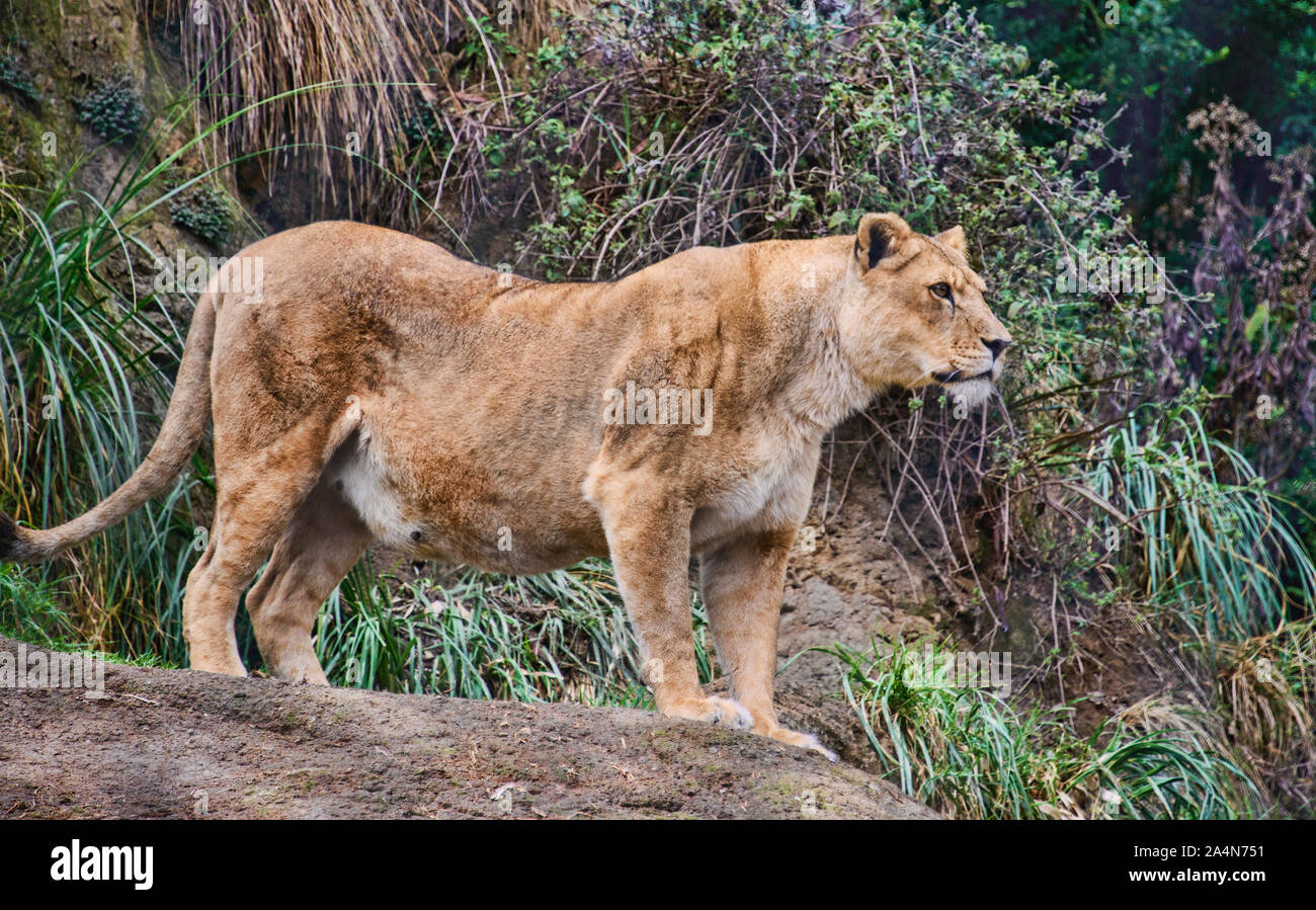 Lion (panthera). Cuenca, Ecuador Stock Photo