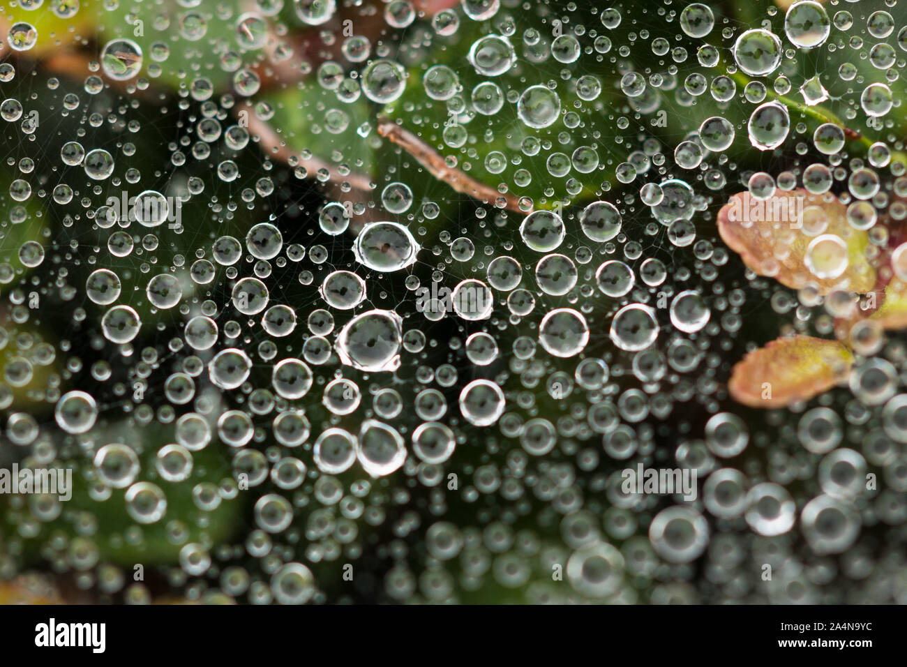 A closeup shot of raindrops trapped in a spiderweb Stock Photo