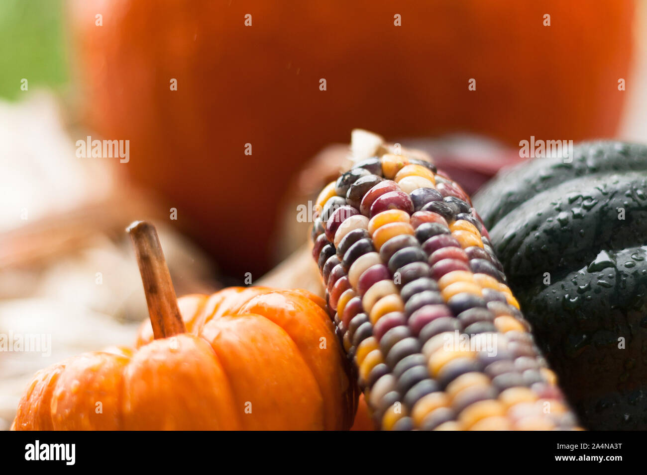 Pumpkin multicolored corn and gourds, the symbols of fall. Stock Photo