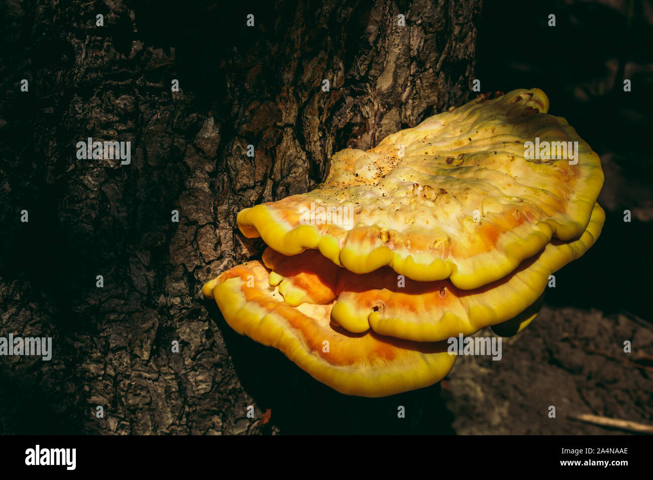 wild mushroom on a tree. yellow color Stock Photo