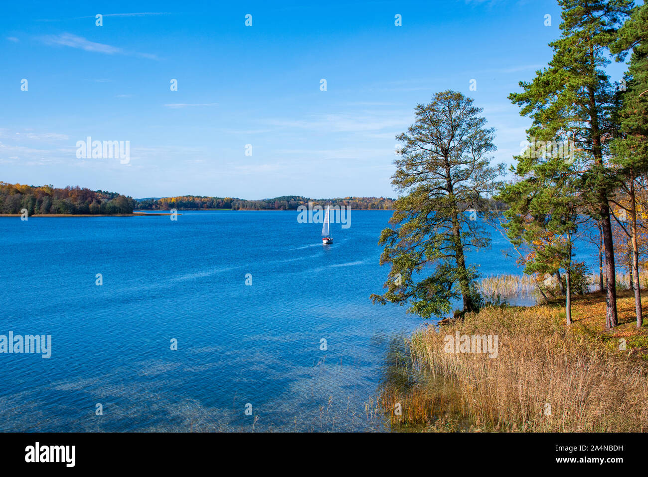 Pine trees lake hi-res stock photography and images - Alamy