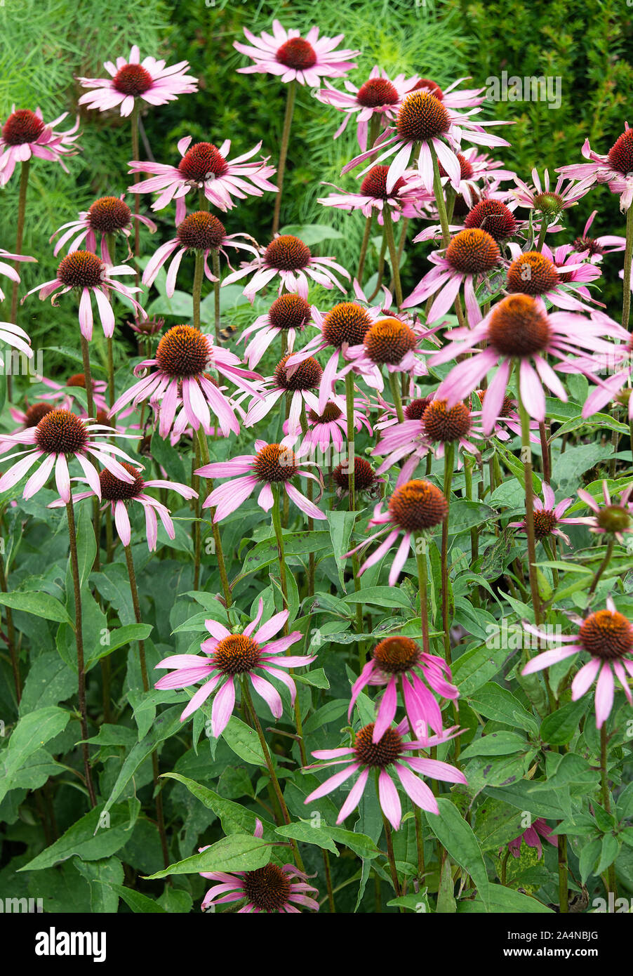 Beautiful Tall Purple Coneflowers Angustifolia in Full Bloom in a Garden at Sawden North Yorkshire England United K<ingdom UK Stock Photo