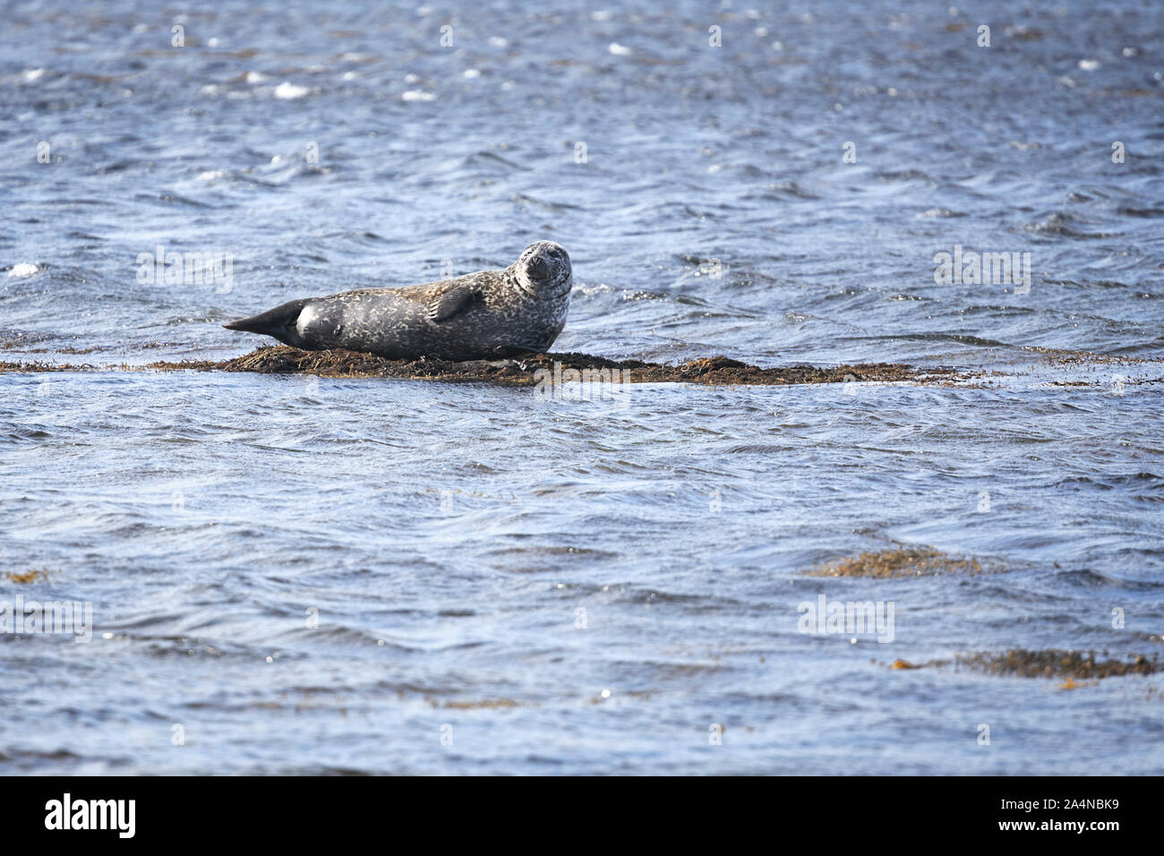 Harbor Seal in Ytri Tunga, Iceland Stock Photo
