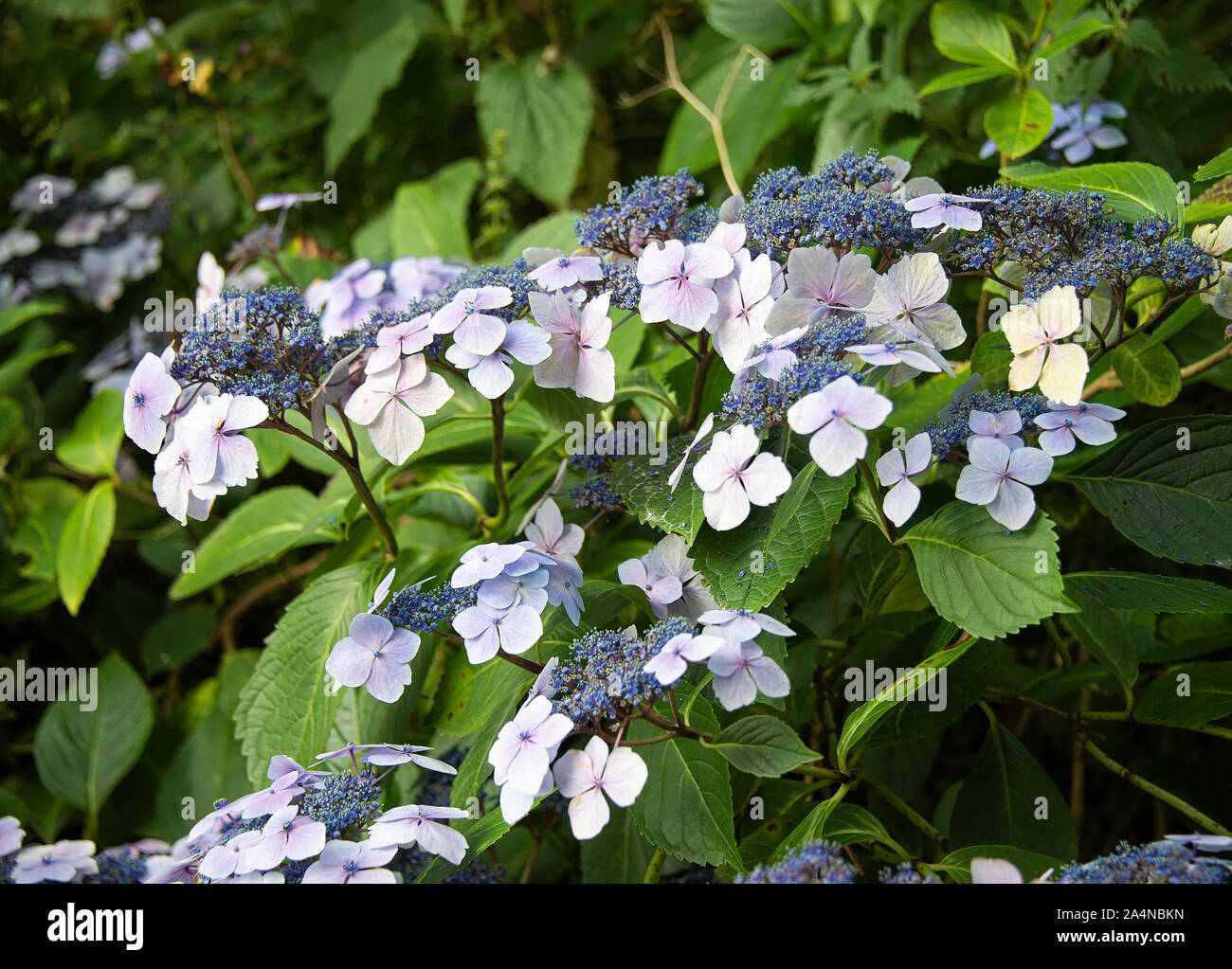 A Beautiful Flowering Hydrangea Serrata Grayswood in Full Bloom in a Garden at Sawdon North Yorkshire England United Kingdom UK Stock Photo