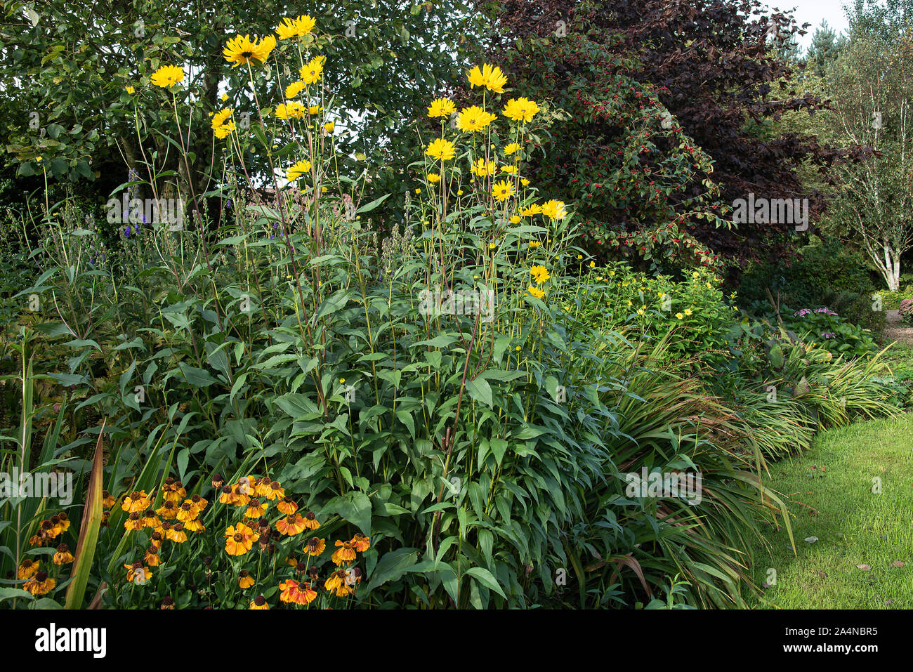 Beautiful Yellow Helianthus and Orange Helenium Flowers on Display in a Garden in Sawdon North Yorkshire England United Kingdom UK Stock Photo