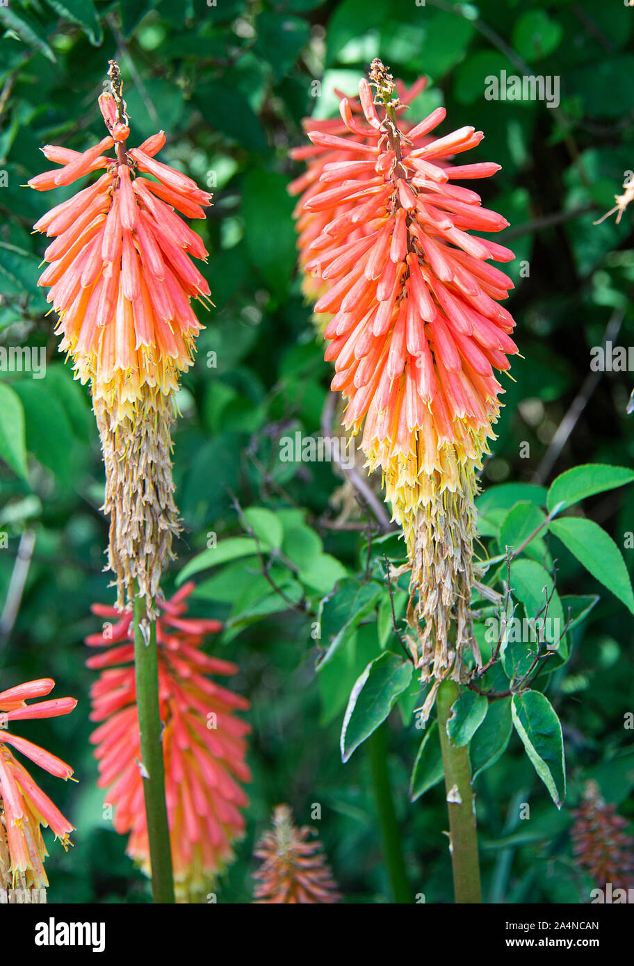 Beautiful Red-Hot Poker Flowers in Bloom in a Garden at Sawdon North Yorkshire England Stock Photo