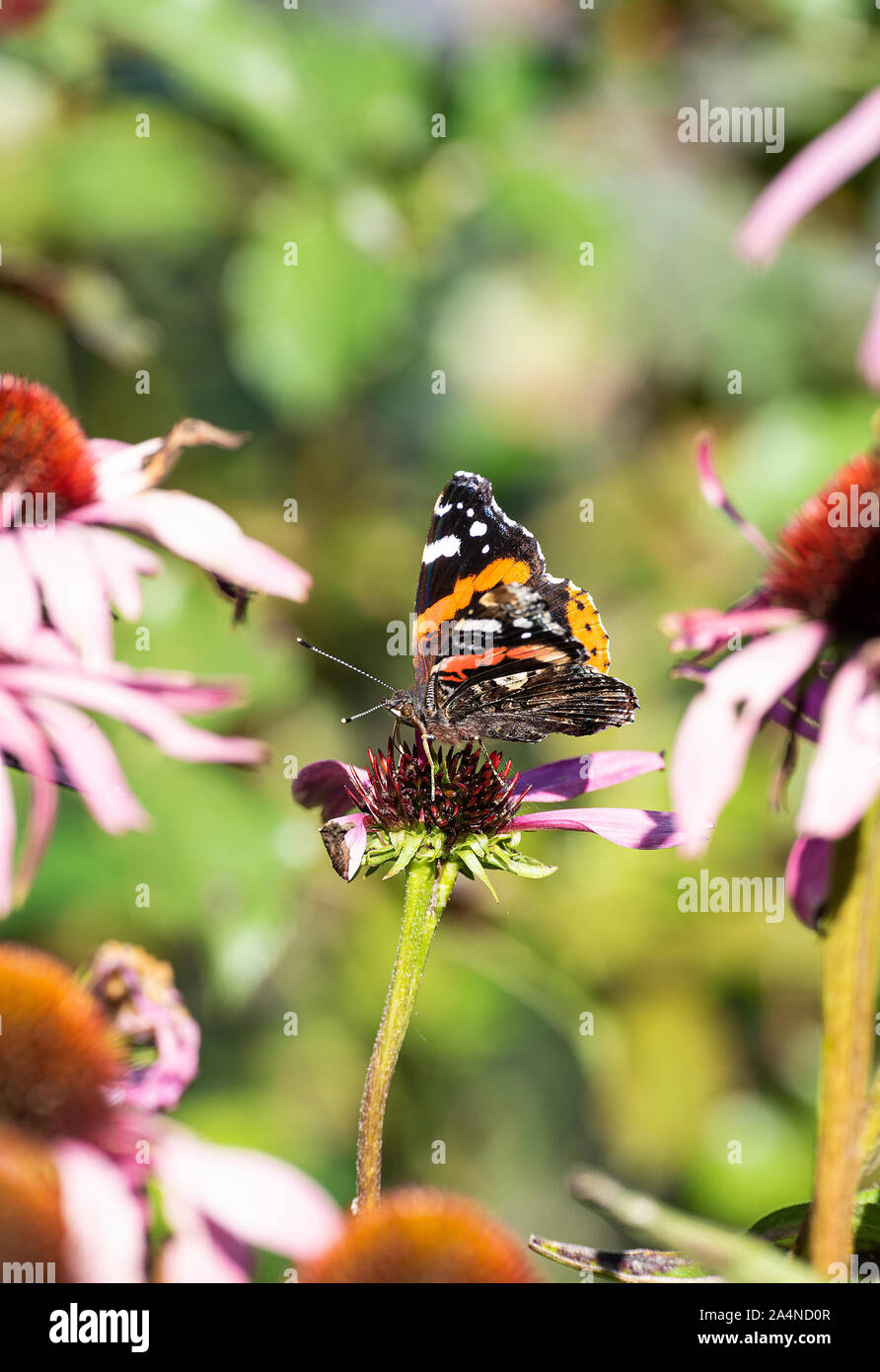 A Red Admiral Butterfly Feeding on Nectar on a Purple Coneflower Angustifolia Flower in a Garden at Sawdon North Yorkshire England United Kingdom UK Stock Photo