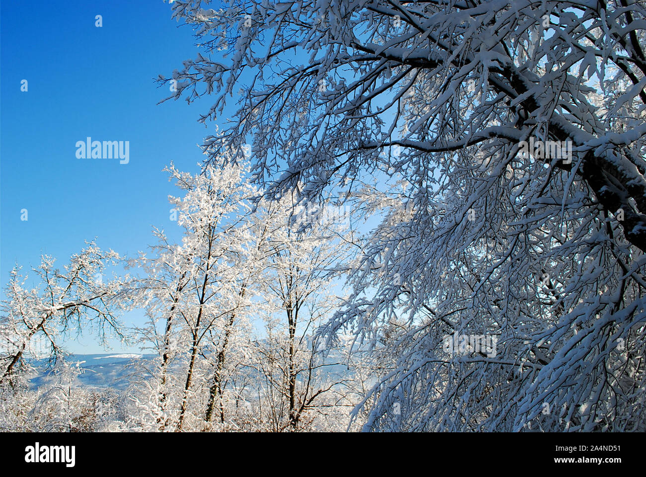 the frozen branches of the trees Stock Photo