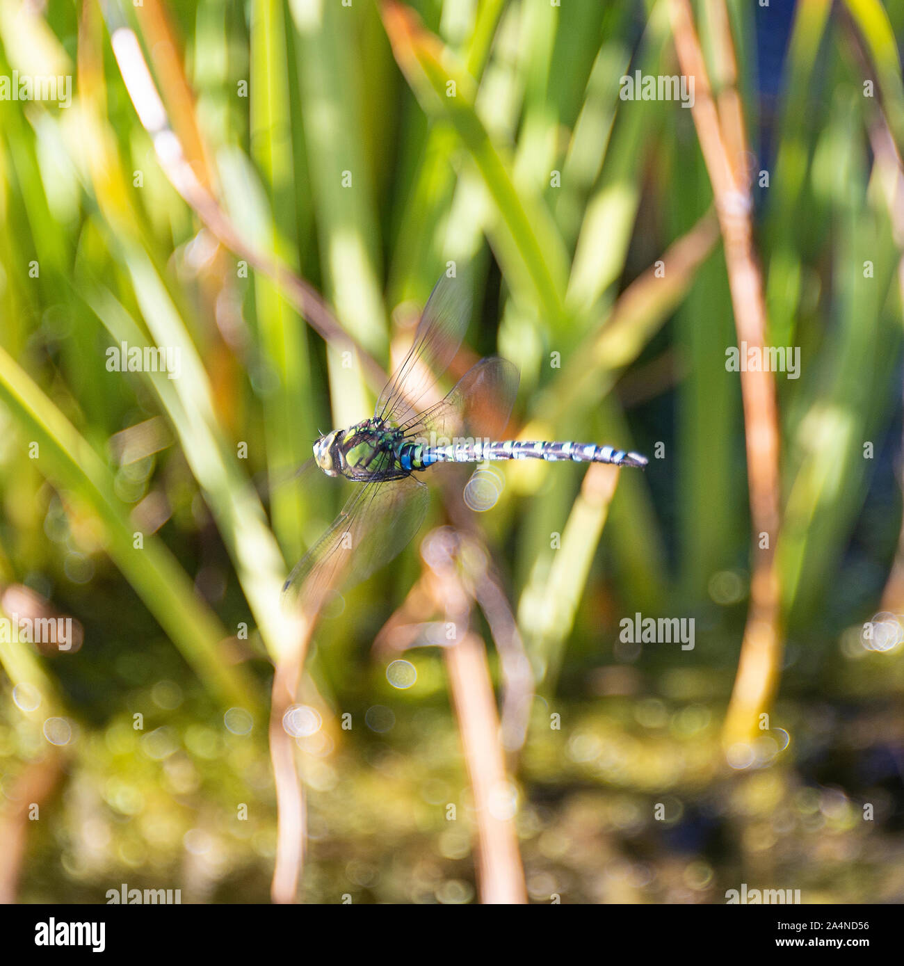 A Beautiful Colourful Migrant Hawker DragonFly in Flight over Water in a Garden at Sawdon North Yorkshire England United Kingdom UK Stock Photo