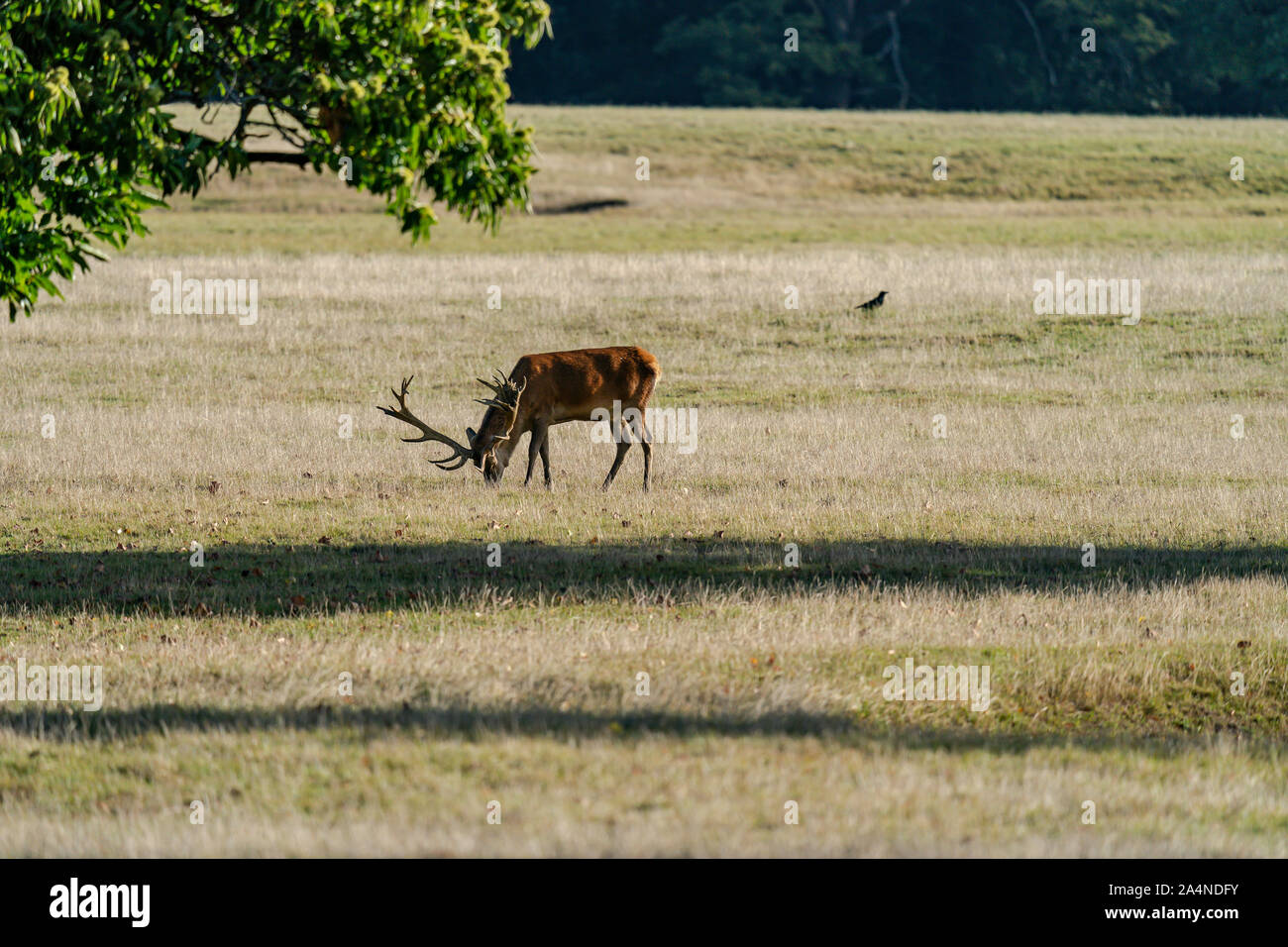 Red deer Stag Stock Photo