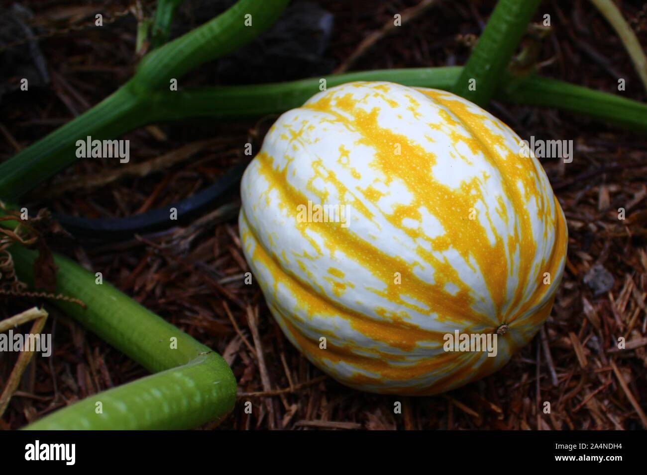 The picture shows yellow pumpkins in the garden Stock Photo - Alamy