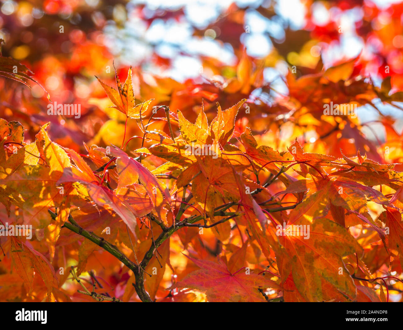 Golden October in the Autumn Stock Photo