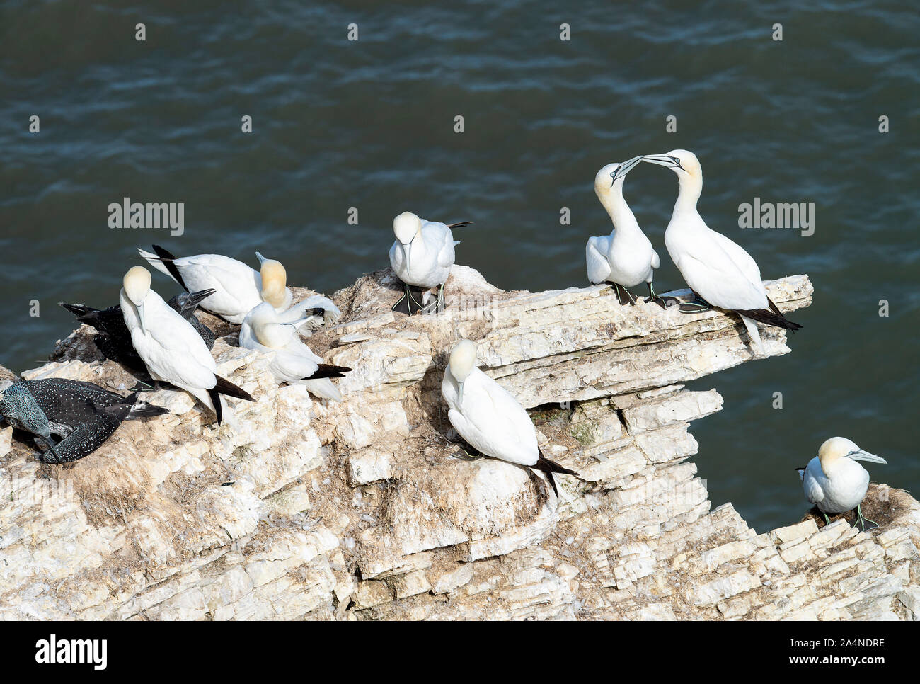Part of a Gannet Colony on a Rocky Outcrop at Bempton Cliffs North Yorkshire England United Kingdom UK Stock Photo