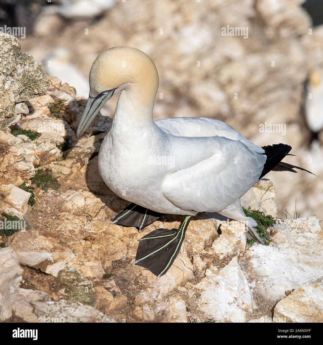 A Beautiful Adult Gannet Perching on a Cliff Face at Bempton Cliffs near Flamborough Head North Yorkshire England United Kingdom UK Stock Photo