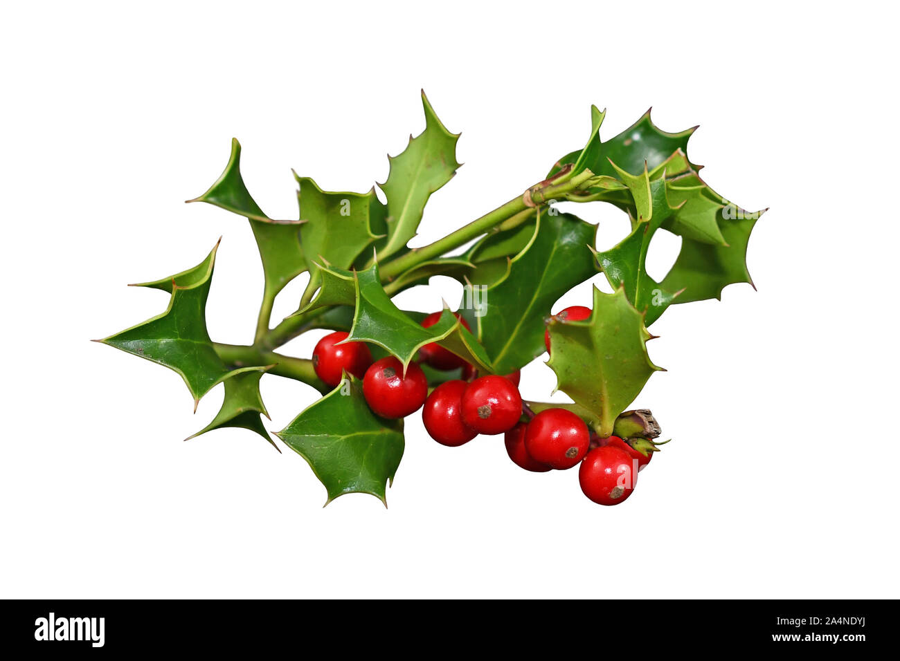Branch of European holly 'Ilex aquifolium', also called 'Christ's thorn' with green leaves and red berries cut out on white background Stock Photo