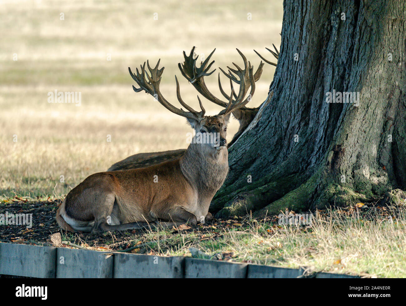 Red deer Stag Stock Photo