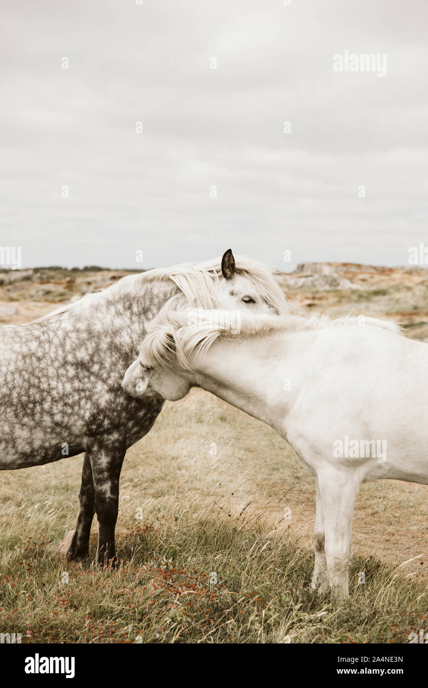 Horse mating hi-res stock photography and images - Alamy
