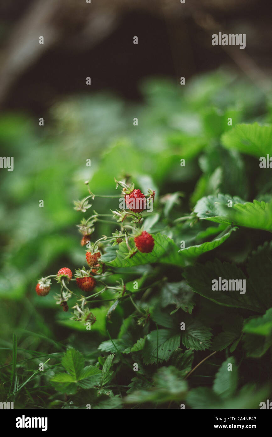 Small wild strawberries on bush Stock Photo - Alamy