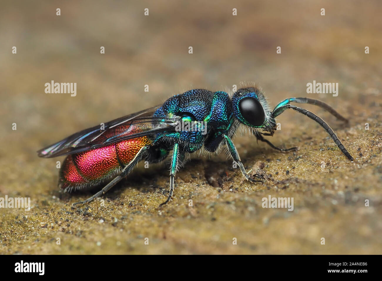 Ruby-tailed Wasp resting on wooden plank. Tipperary, Ireland Stock Photo