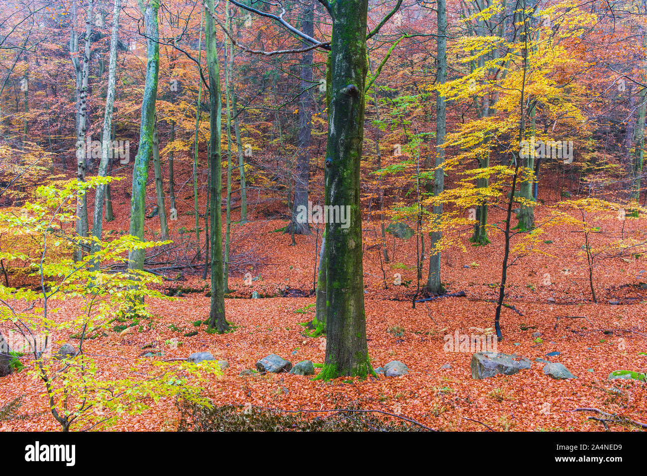 Trees in forest in autumn Stock Photo - Alamy