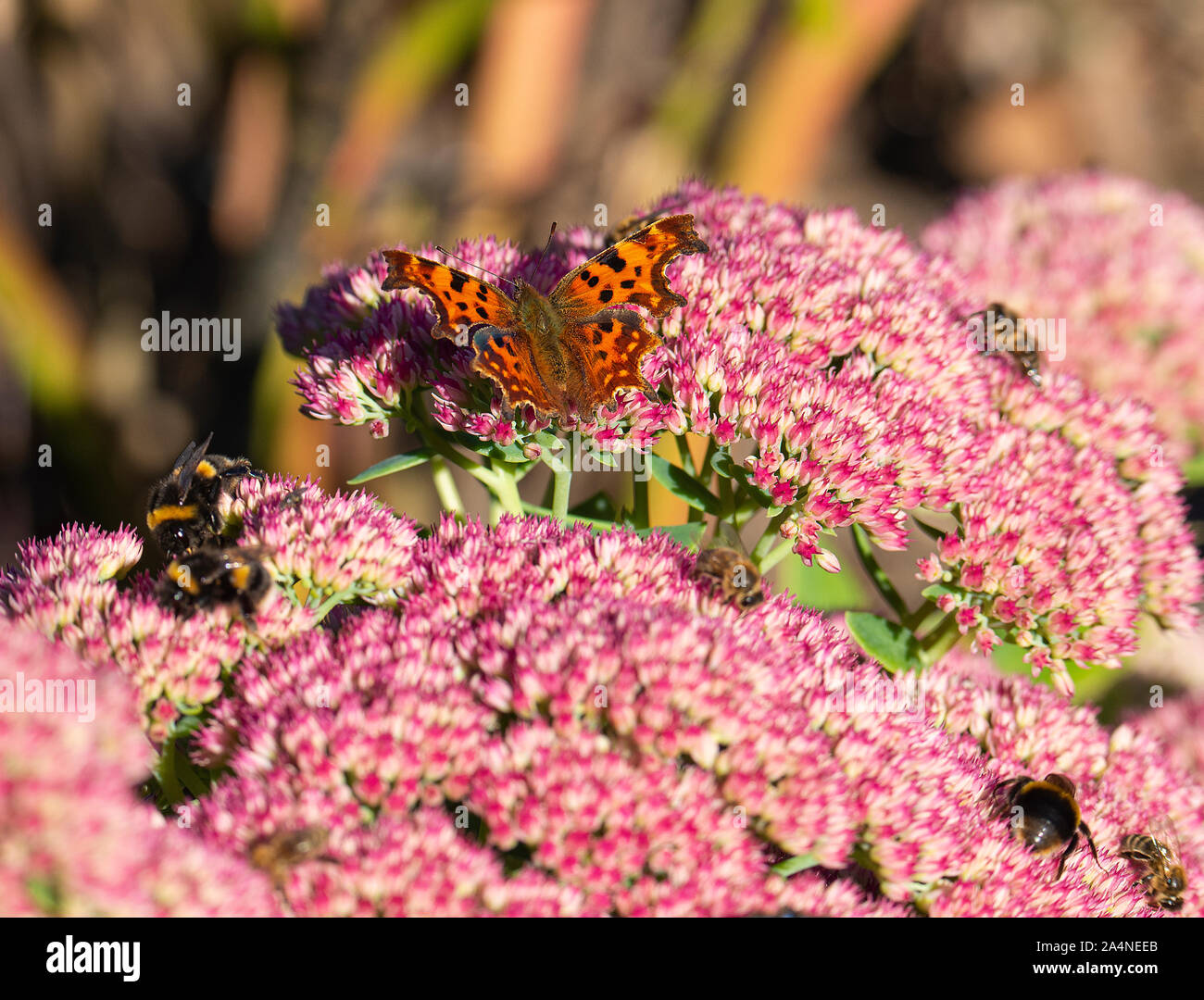 A Beautiful Comma Butterfly and Bees Feeding on a Large Pink Sedum Bloom Autumn Joy in a Garden in Sawdon North Yorkshire England United Kingdom Stock Photo
