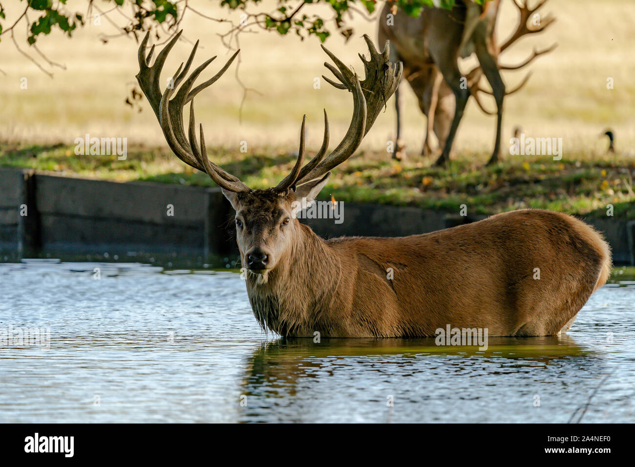 Red deer Stag in water Stock Photo