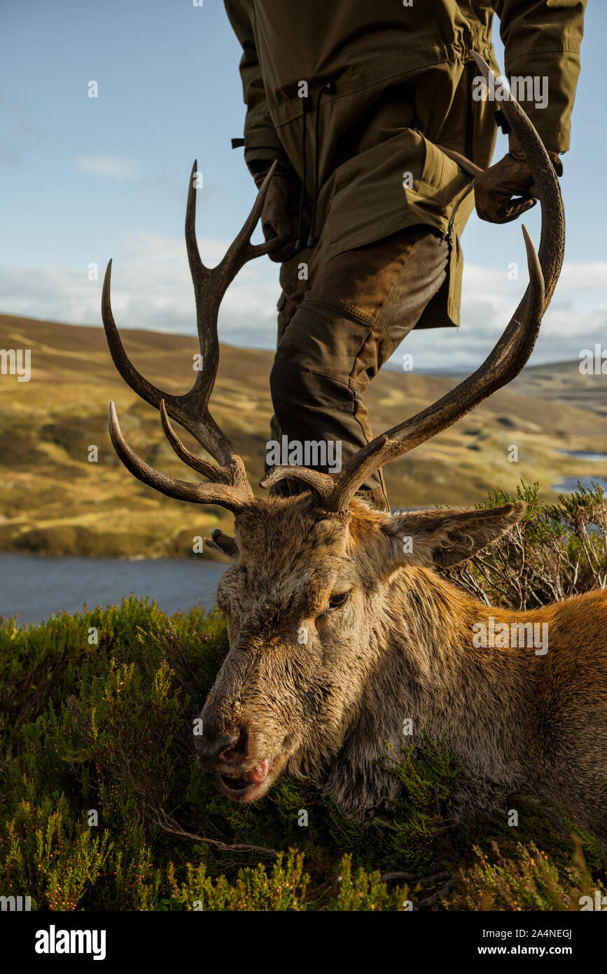 Hunting scotland lake red deer hi-res stock photography and images - Alamy