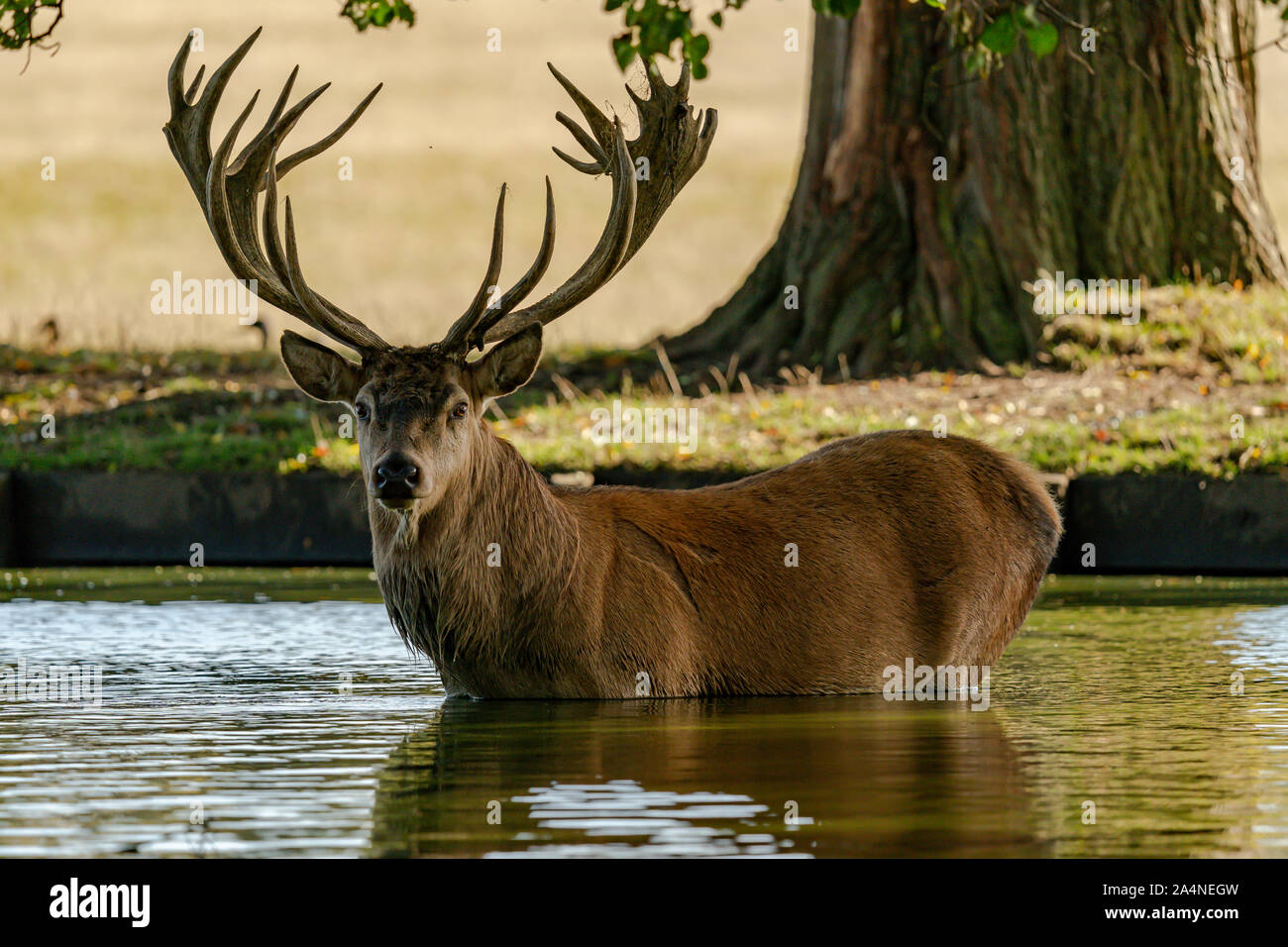 Red deer Stag in water Stock Photo