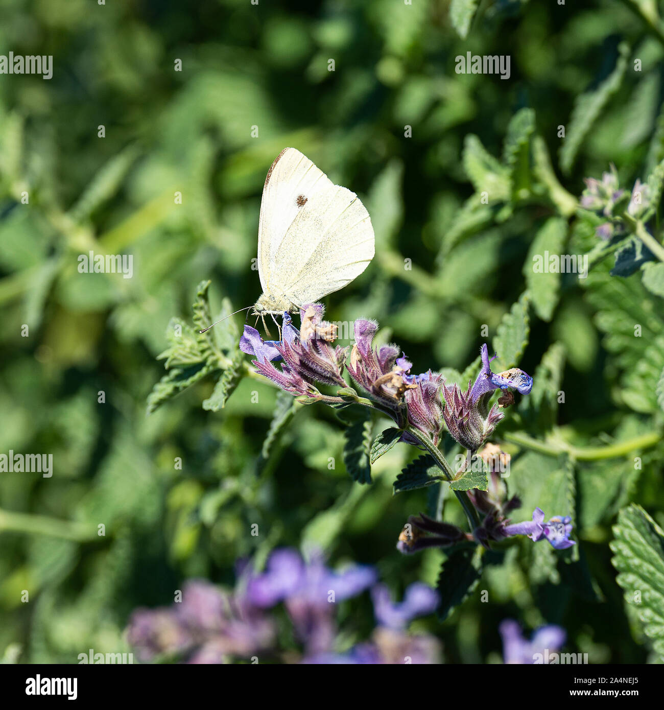A Large White Cabbage Butterfly Feeding on Nectar on a Pale Blue Catmint Flower in a Garden at Sawdon North Yorkshire England United Kingdom UK Stock Photo