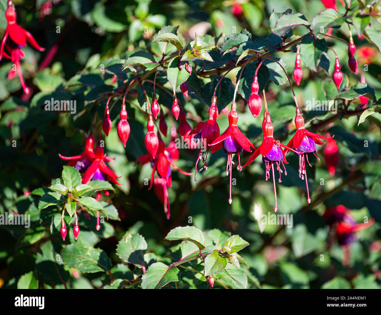 Beautiful Red and Purple Drooping Flowers of a Fuchsia Bush Upright Brutus in a Garden at Sawdon North Yorkshire England United Kingdom UK Stock Photo