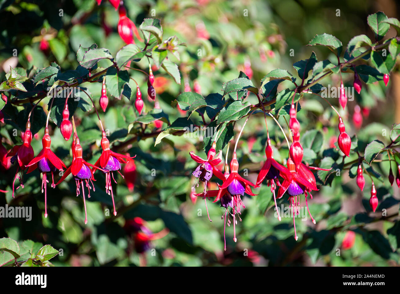 Beautiful Red and Purple Drooping Flowers of a Fuchsia Bush Upright Brutus in a Garden at Sawdon North Yorkshire England United Kingdom UK Stock Photo