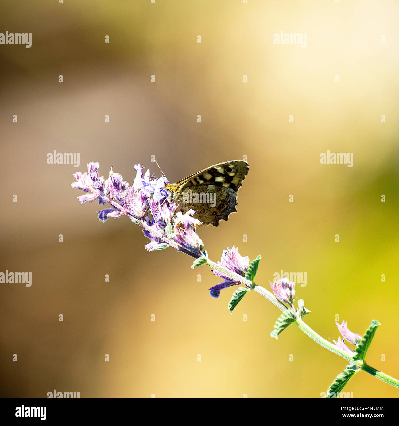 A Beautiful Speckled Wood Butterfly Feeding on a Blue Catmint Flower in a Garden near Sawdon North Yorkshire England United Kingdom UK Stock Photo
