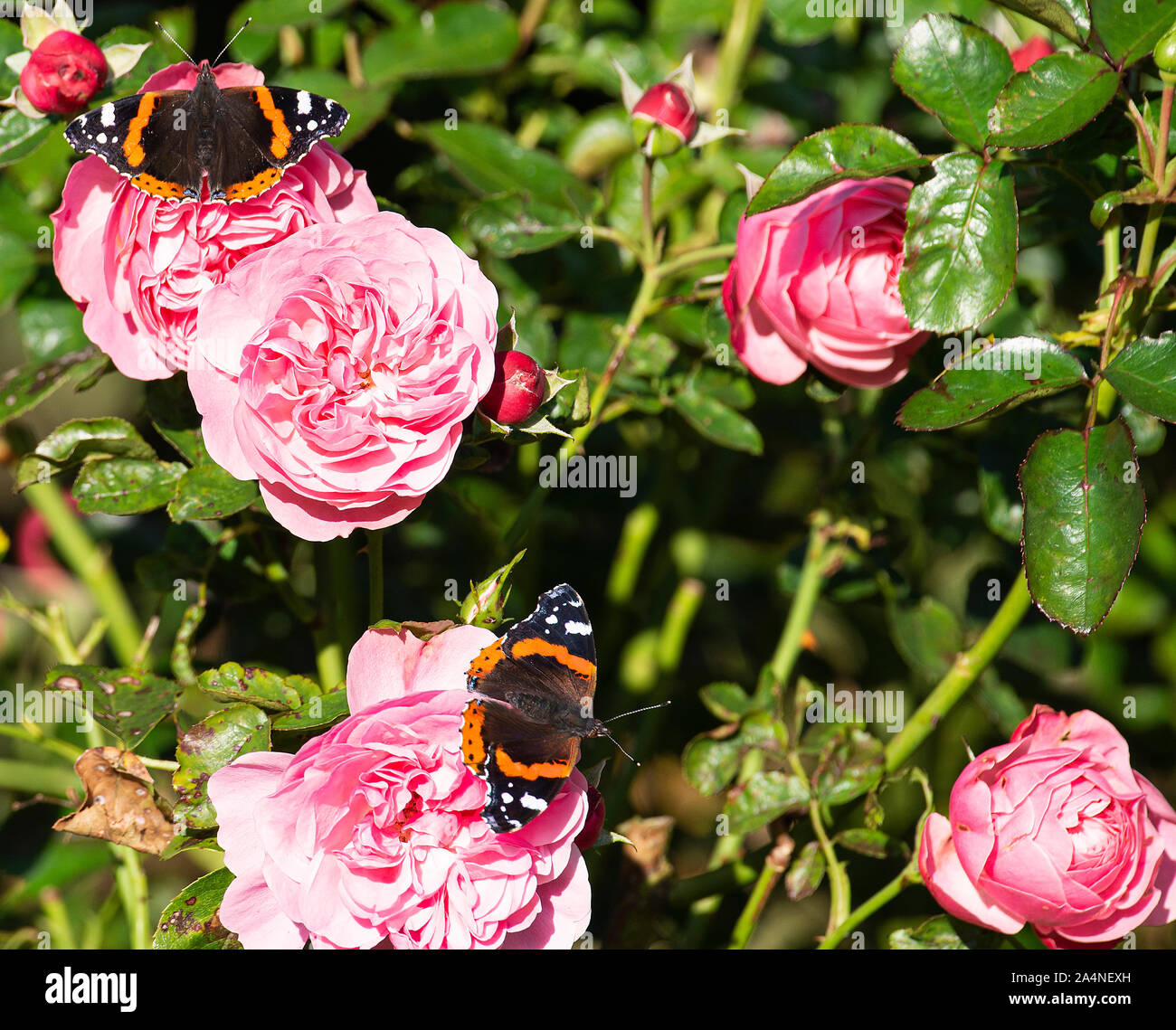 Beautiful Red Admiral Butterflies Looking for Nectar on a Pink Rose on which to Feed in a Garden in Sawdon near Scarborough North Yorkshire England UK Stock Photo