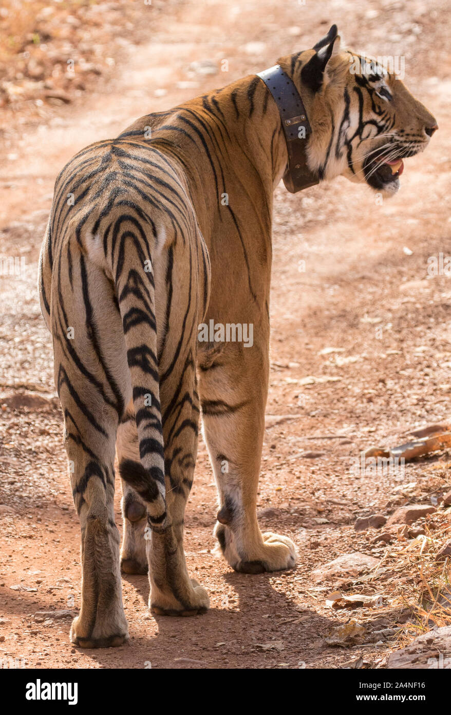 Tiger looking away Stock Photo