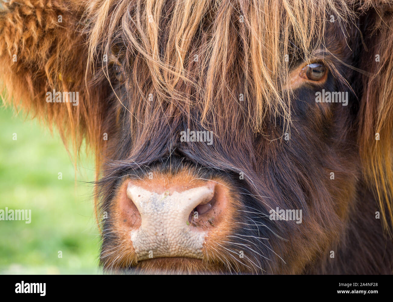 Portrait Scottish Highland young cattle Stock Photo - Alamy