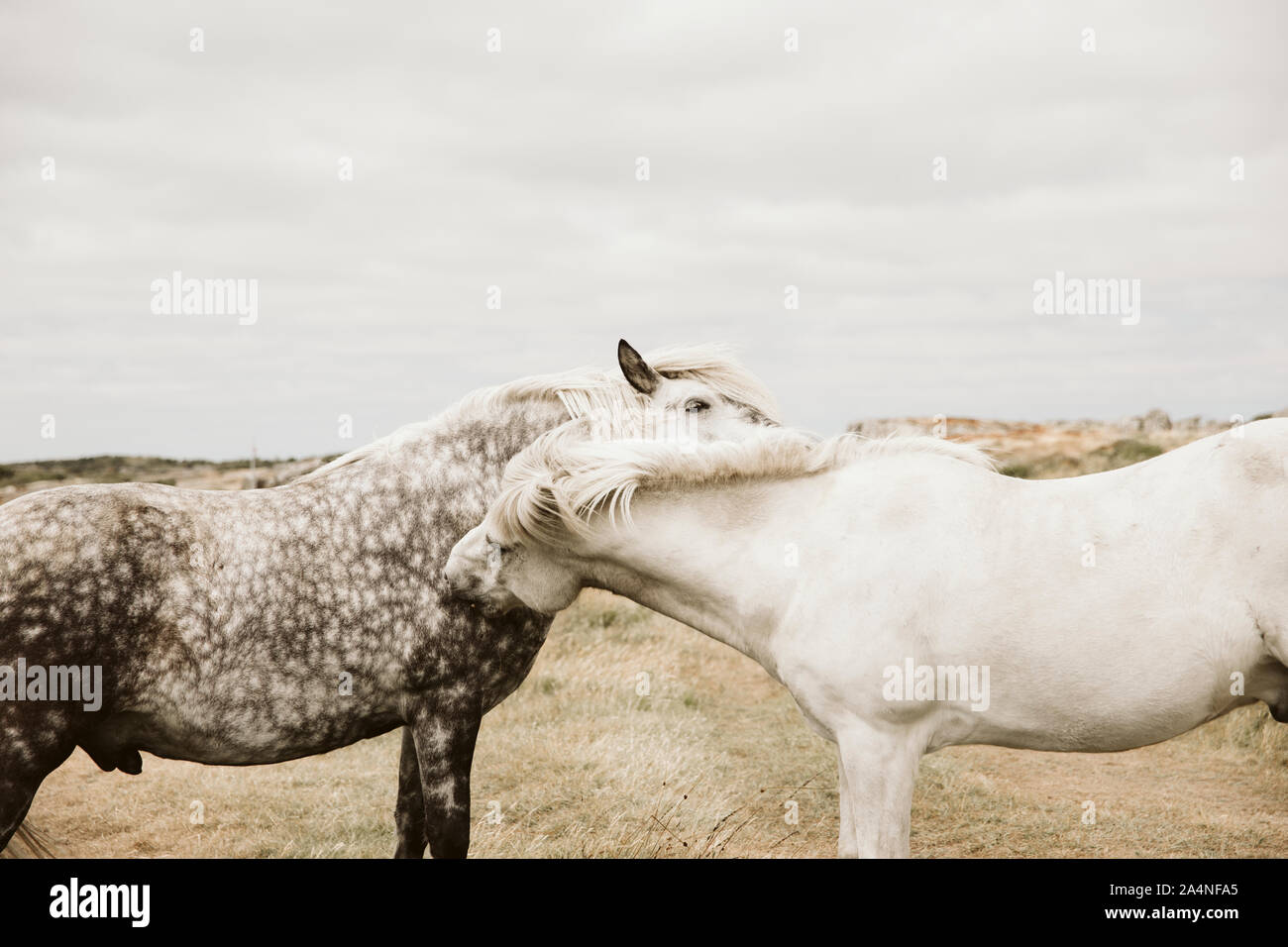 Two horses on sea coast Stock Photo